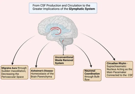 Beyond the Bedroom: The Neuroscience of Full-Spectrum Brain Recovery